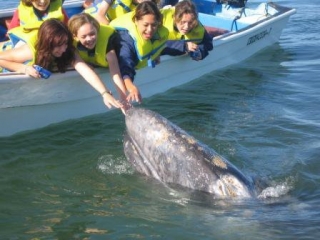  Observation des baleines